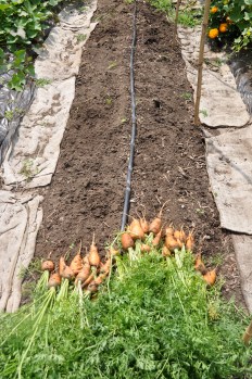Elizabeth, Maya, and Cora helped clear the carrots.