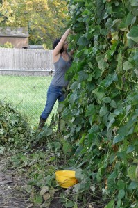 Katie. Pulling beans. 
