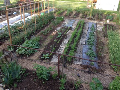 Early June. Sweet potatoes were in the row to the right with the black plastic.