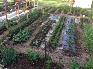 Early June. Sweet potatoes were in the row to the right with the black plastic.